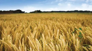 Separating the wheat from the chaff