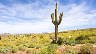 Mexico: outstanding in its field